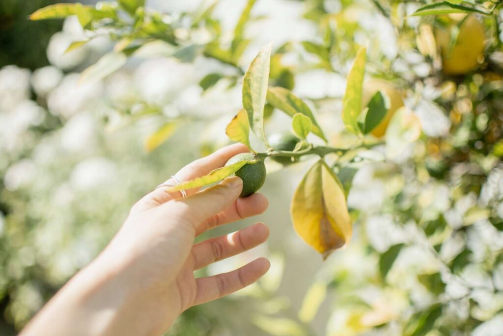 A person holding a lime in their hand.